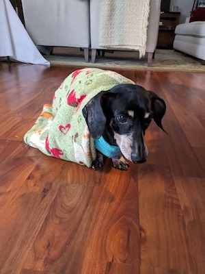 a dachsund wearing a blanket